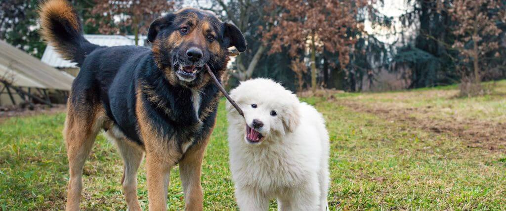 Become a Dog Park Pro: Mastering Dog Park Etiquette for a Fun and Safe Outing