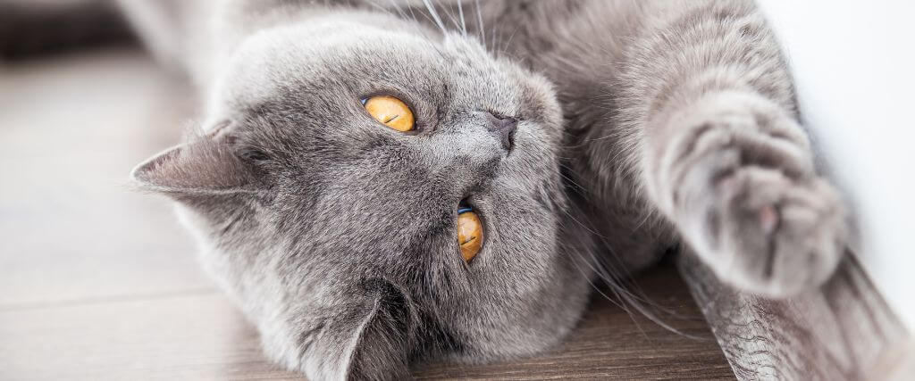 Easing the Ache: Understanding Arthritis in Cats