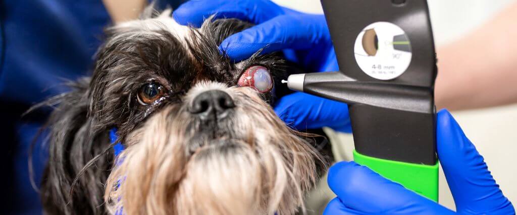 Pet Eye Health: Everything You Need to Know About Common Dog & Cat Eye Disorders — Part I