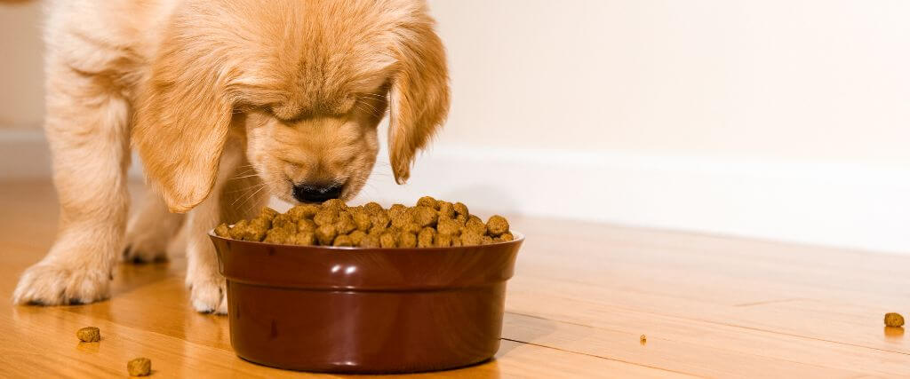 Understanding Your Dog’s Nutritional Needs for Different Life Stages